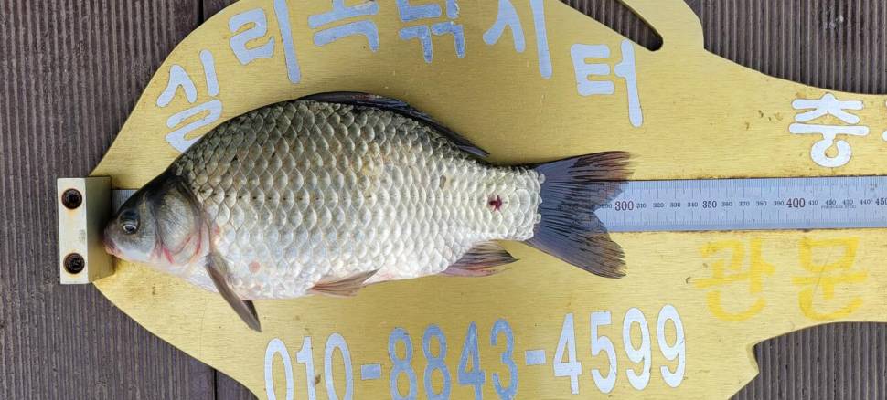 실리곡낚시터 조황입니다 (조황조행기 - 충주호조황속보)