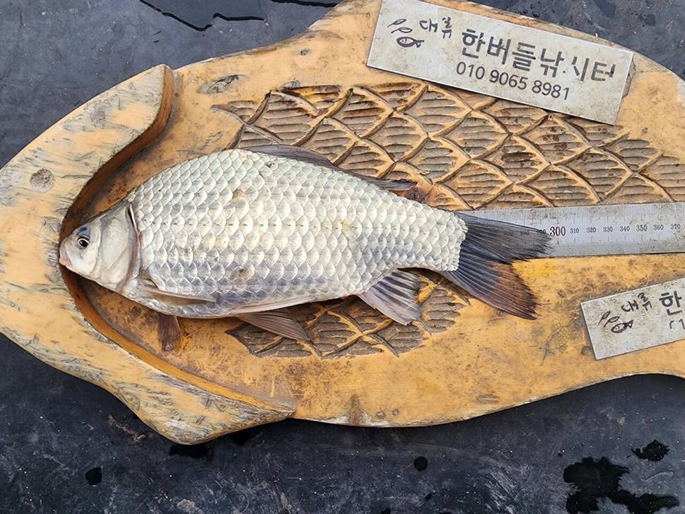 청풍 한버들 조황입니다 (조황조행기 - 충주호조황속보)