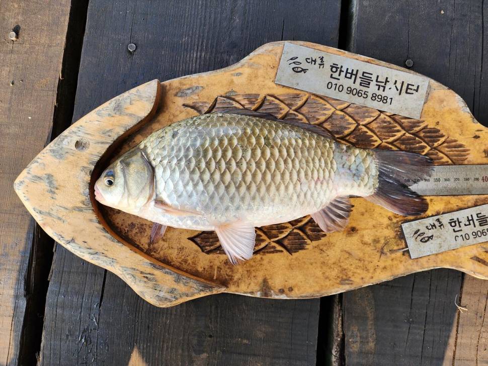 청풍 한버들 허릿급 조황입니다 (조황조행기 - 충주호조황속보)