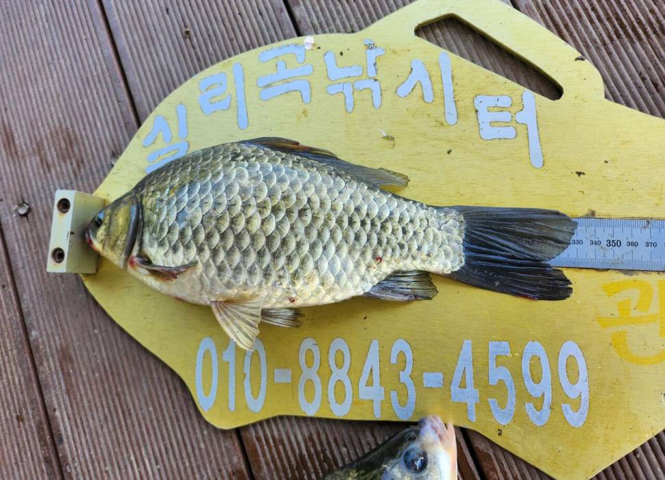 청풍 실리곡낚시터 조황입니다 (조황조행기 - 충주호조황속보)