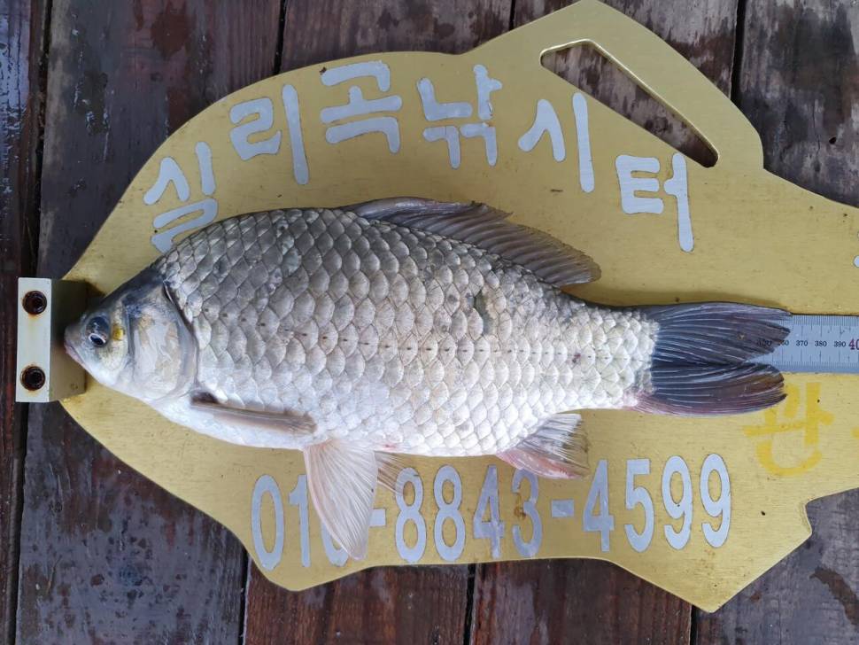실리곡낚시터 허리급 조황입니다 (조황조행기 - 충주호조황속보)