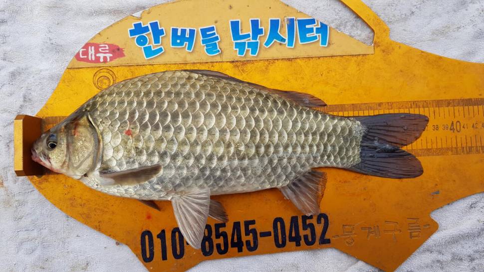 한버들 조황입니다 (조황조행기 - 충주호조황속보)