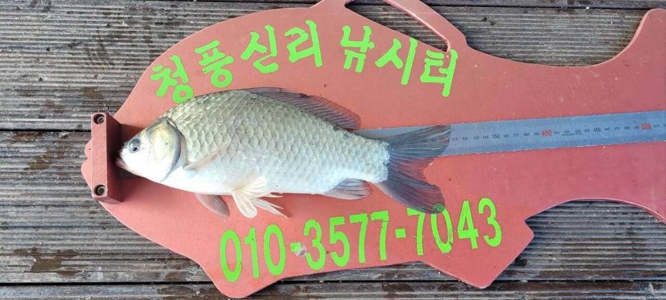 청풍신리낚시터 허리급조황입니다 (조황조행기 - 충주호조황속보)