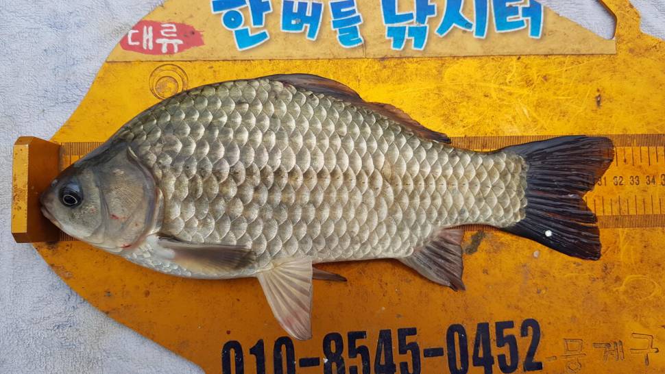 한버들 4짜 포함 허릿급 조황입니다 (조황조행기 - 충주호조황속보)