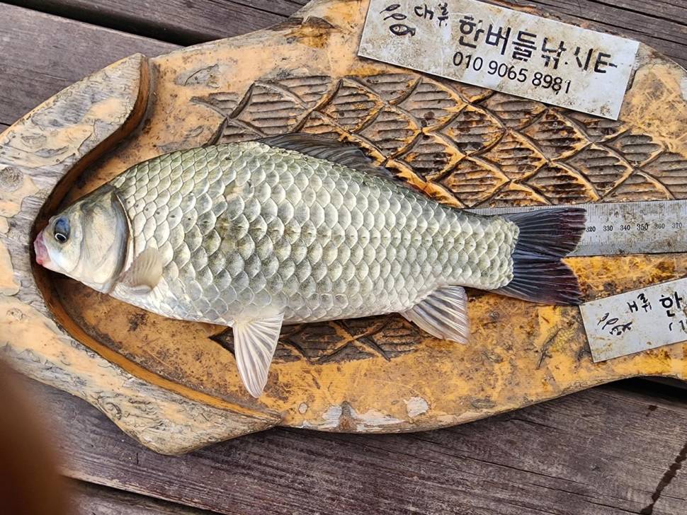 청풍 한버들 조황입니다 (조황조행기 - 충주호조황속보)
