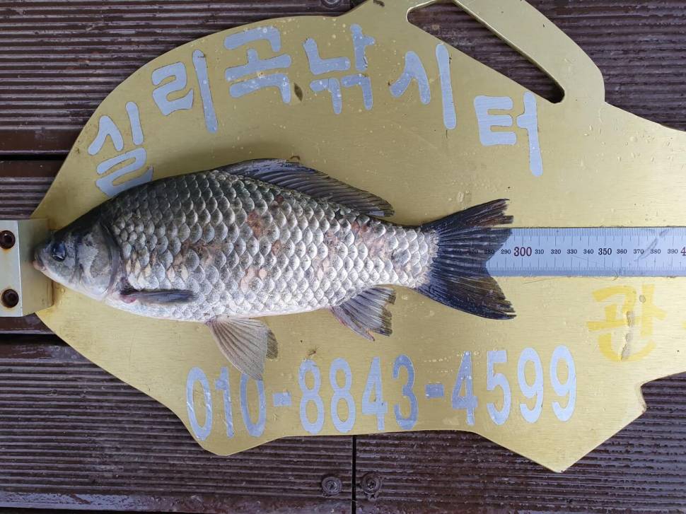 실리곡낚시터 43cm 허리급 조황입니다 (조황조행기 - 충주호조황속보)