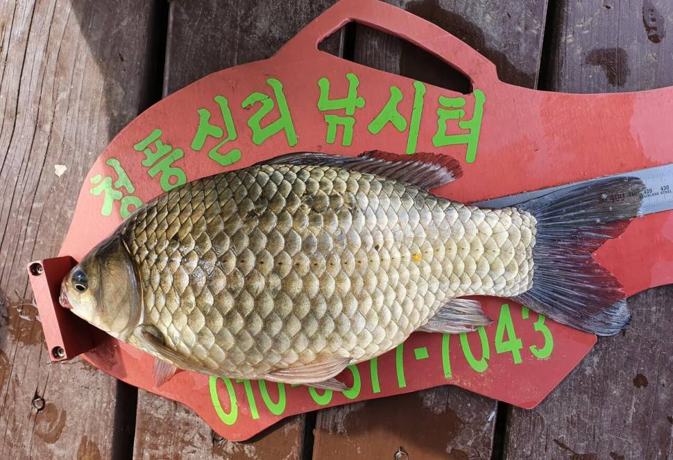 청풍신리낚시터 42cm4짜 조황입니다 (조황조행기 - 충주호조황속보)