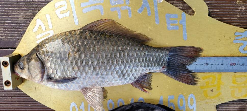 실리곡낚시터 허리급 조황입니다 (조황조행기 - 충주호조황속보)
