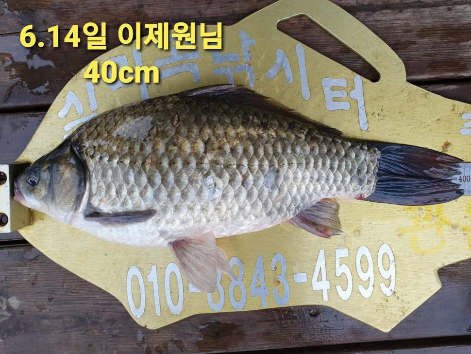 실리곡낚시터 44cm 대물 조황입니다 (조황조행기 - 충주호조황속보)