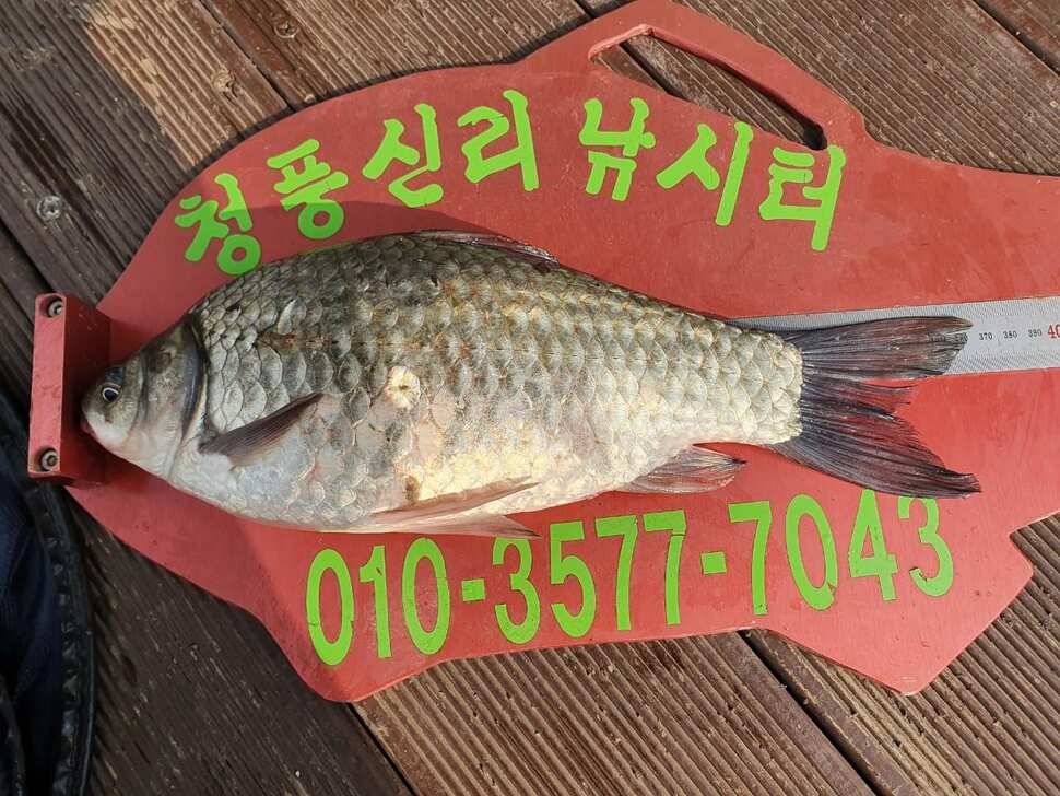 청풍신리낚시터 허리급 조황입니다 (조황조행기 - 충주호조황속보)