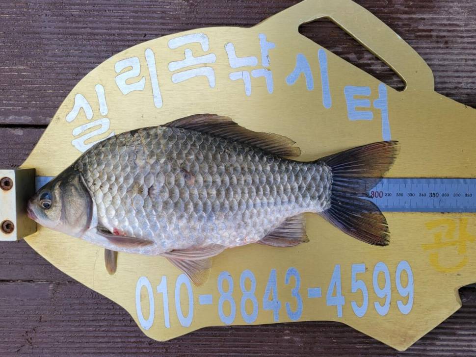 실리곡낚시터 조황입니다 (조황조행기 - 충주호조황속보)