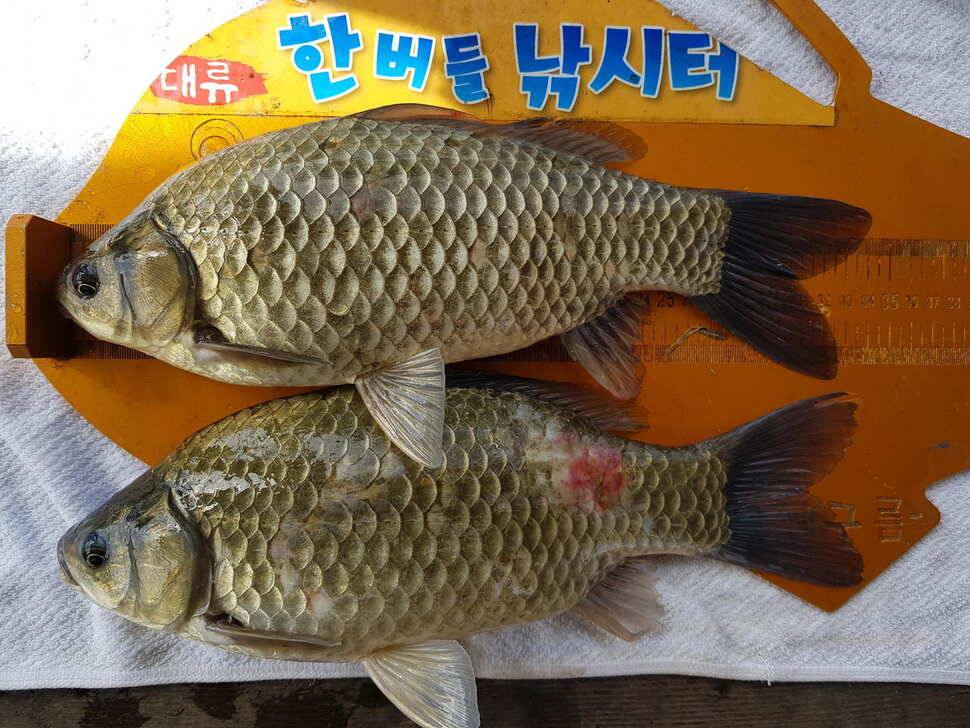 한버들 4짜 포함 허릿급 조황입니다 (조황조행기 - 충주호조황속보)