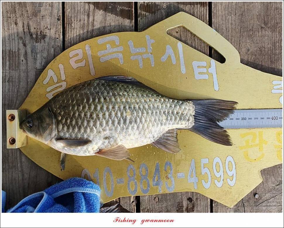 실리곡낚시터 4짜조황입니다 (조황조행기 - 충주호조황속보)