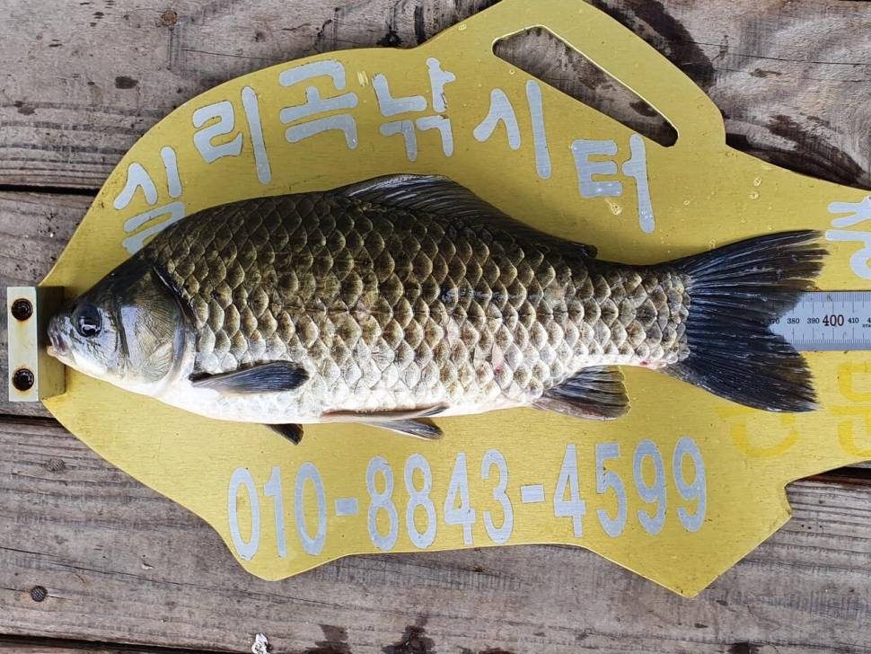 실리곡낚시터 4짜 3수 조황입니다 (조황조행기 - 충주호조황속보)