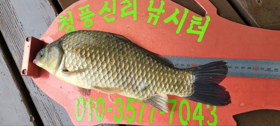 청풍신리낚시터 허리급입니다 (조황조행기 - 충주호조황속보)