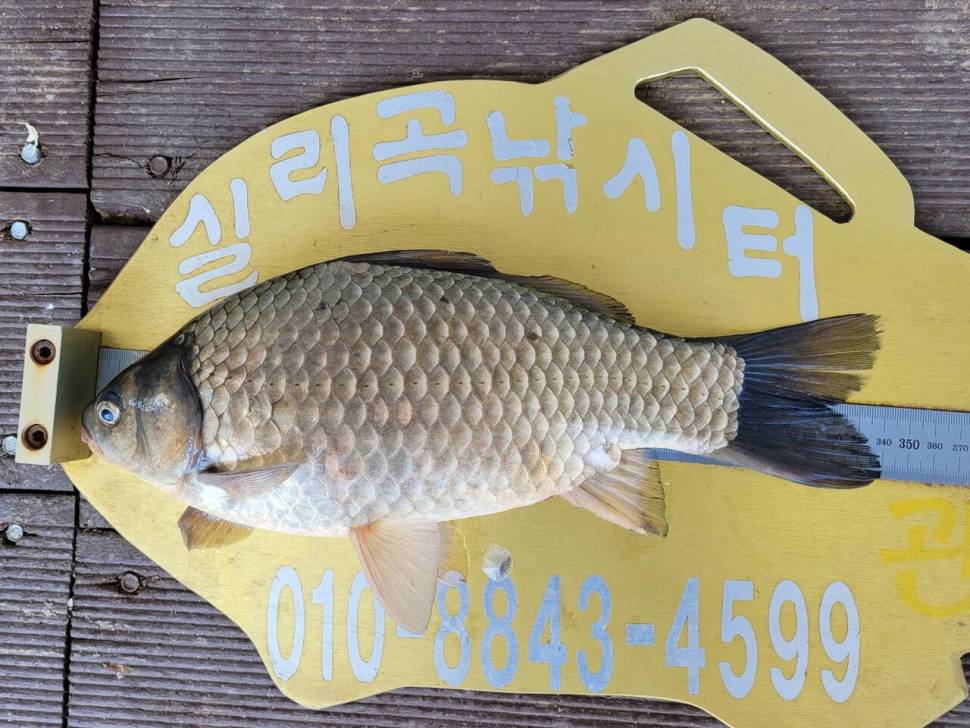 실리곡낚시터 허리급외 월척마릿수입니다 (조황조행기 - 충주호조황속보)