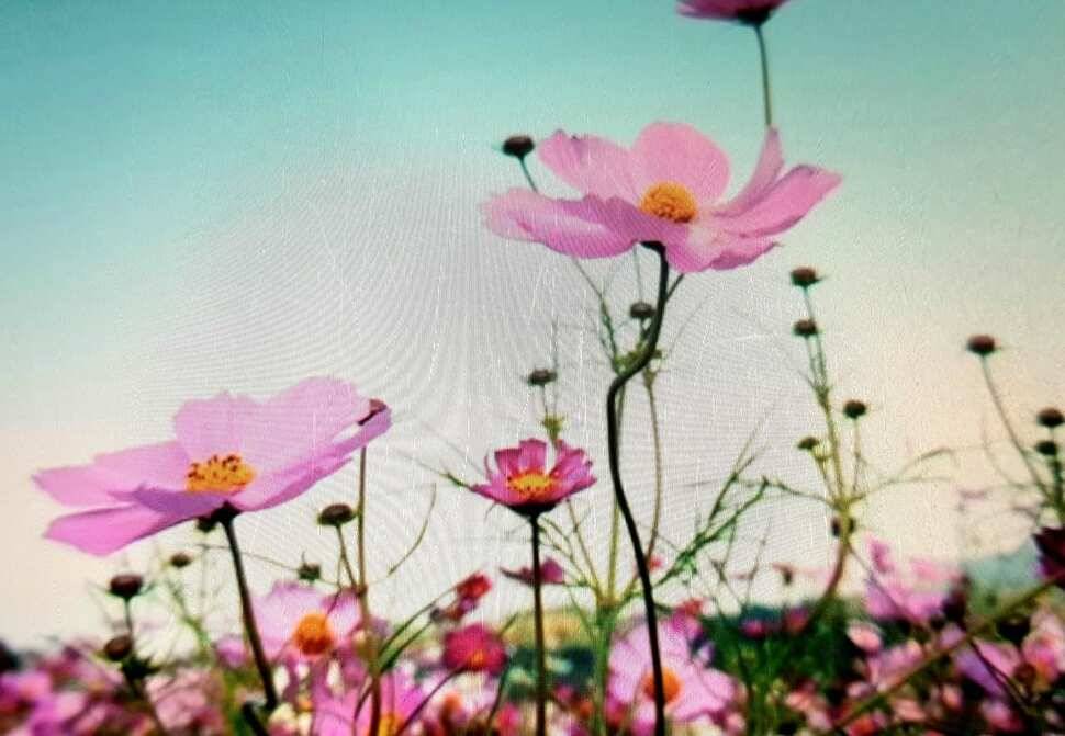 天高馬肥 (조황조행기 - 충주호조황속보)