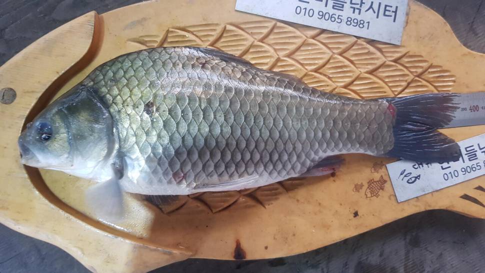 한버들 4짜 포함 허릿급 조황입니다 (조황조행기 - 충주호조황속보)