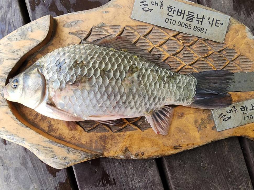 청풍 한버들 4짜및 허릿급 조황입니다 (조황조행기 - 충주호조황속보)