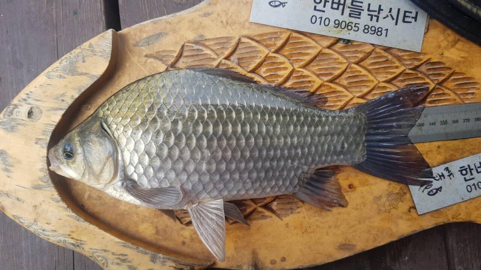 청풍호 한버들 조황입니다 (조황조행기 - 충주호조황속보)