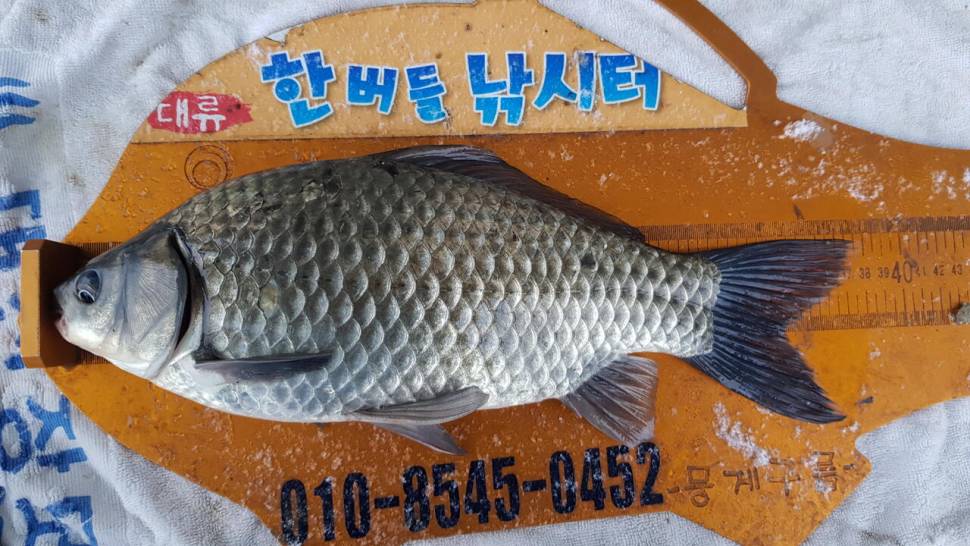 한버들 조황입니다 (조황조행기 - 충주호조황속보)