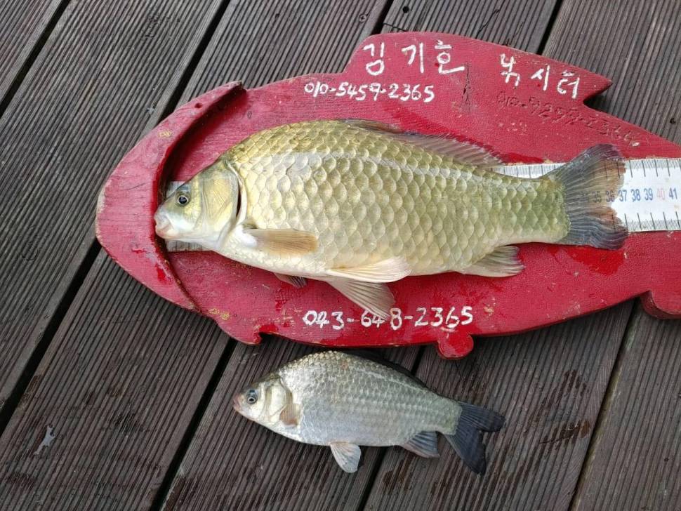 용곡 김기호 낚시터 허리급 조황 입니다 (조황조행기 - 충주호조황속보)