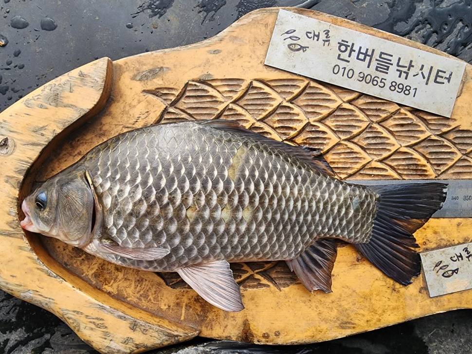 청풍 한버들 허릿급및 월척 조황입니다 (조황조행기 - 충주호조황속보)