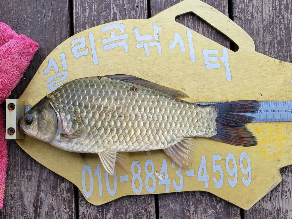 실리곡낚시터 허리급 조황입니다 (조황조행기 - 충주호조황속보)