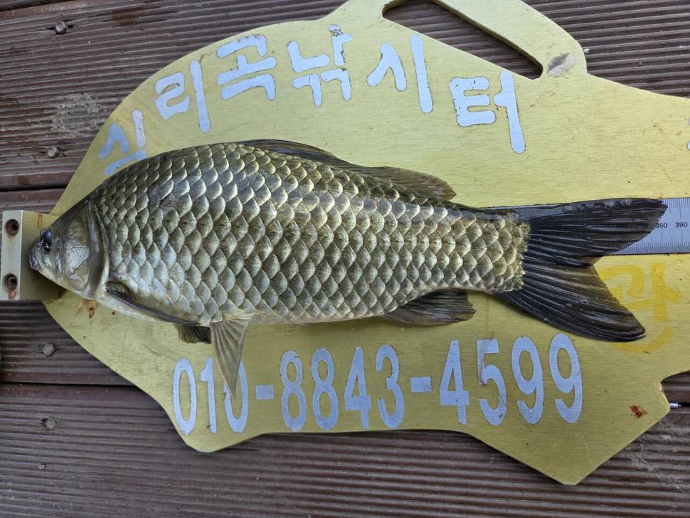 청풍 실리곡낚시터 조황입니다 (조황조행기 - 충주호조황속보)