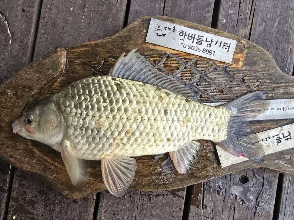 청풍 한버들 조황입니다 (조황조행기 - 충주호조황속보)