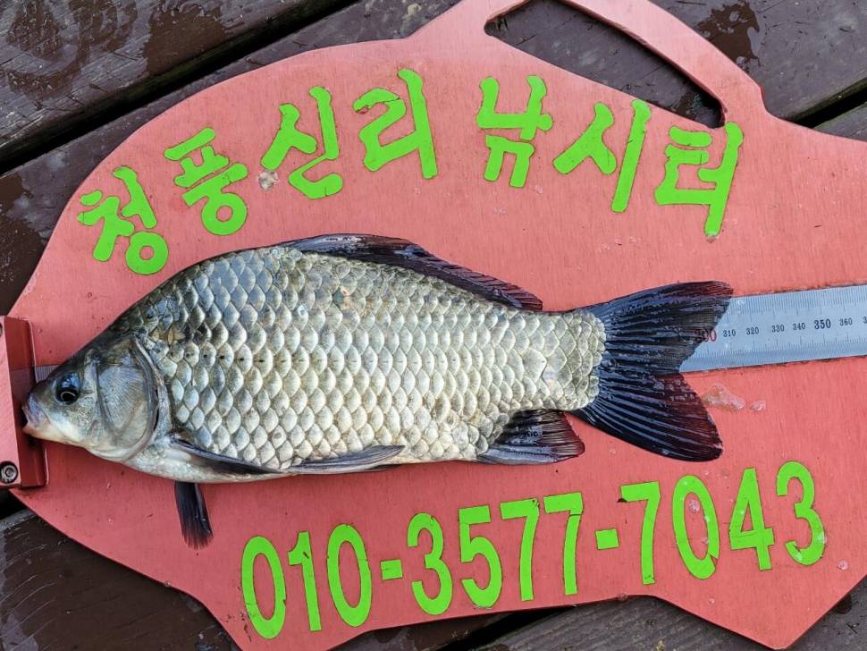 청풍신리낚시터 조황정보입니다 (조황조행기 - 충주호조황속보)