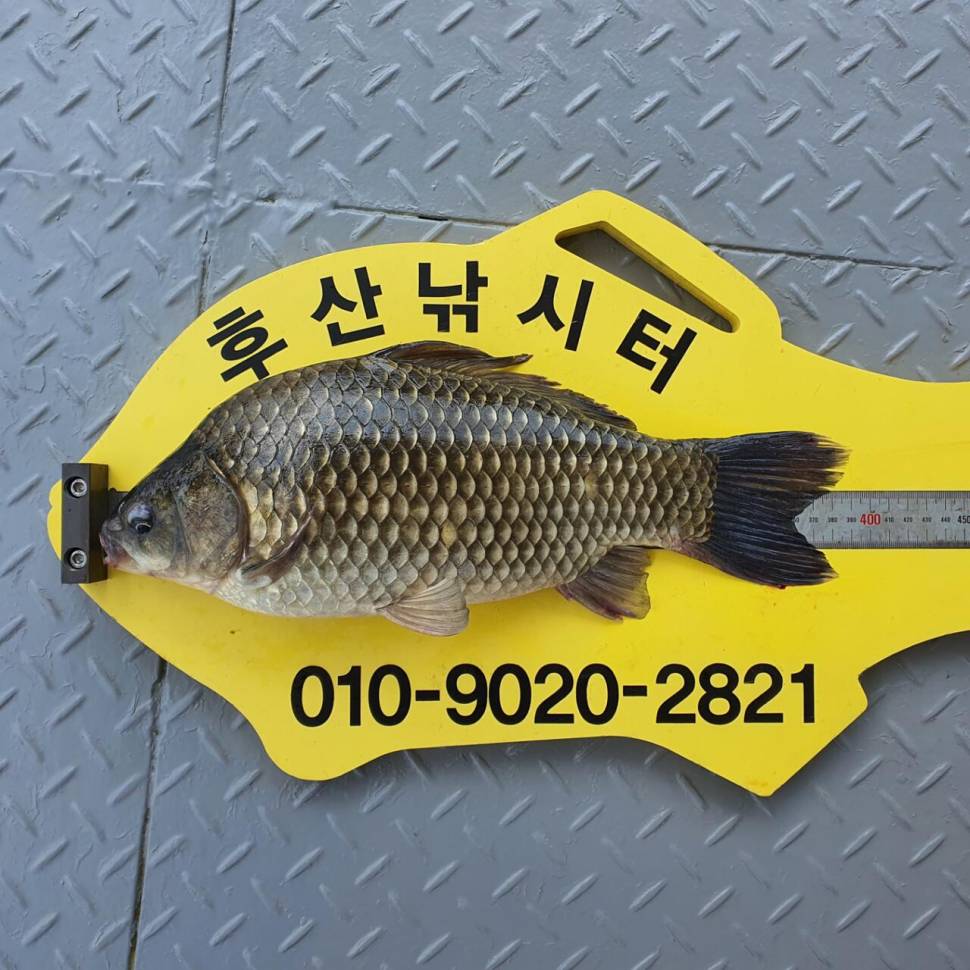 후산낚시터 조황 안내 입니다 (조황조행기 - 충주호조황속보)