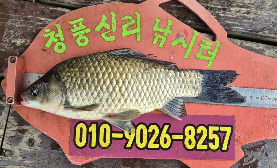 청풍신리낚시터 주말조황입니다 (조황조행기 - 충주호조황속보)