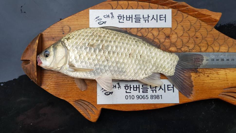 한버들 4짜 포함 허릿급 조황입니다 (조황조행기 - 충주호조황속보)