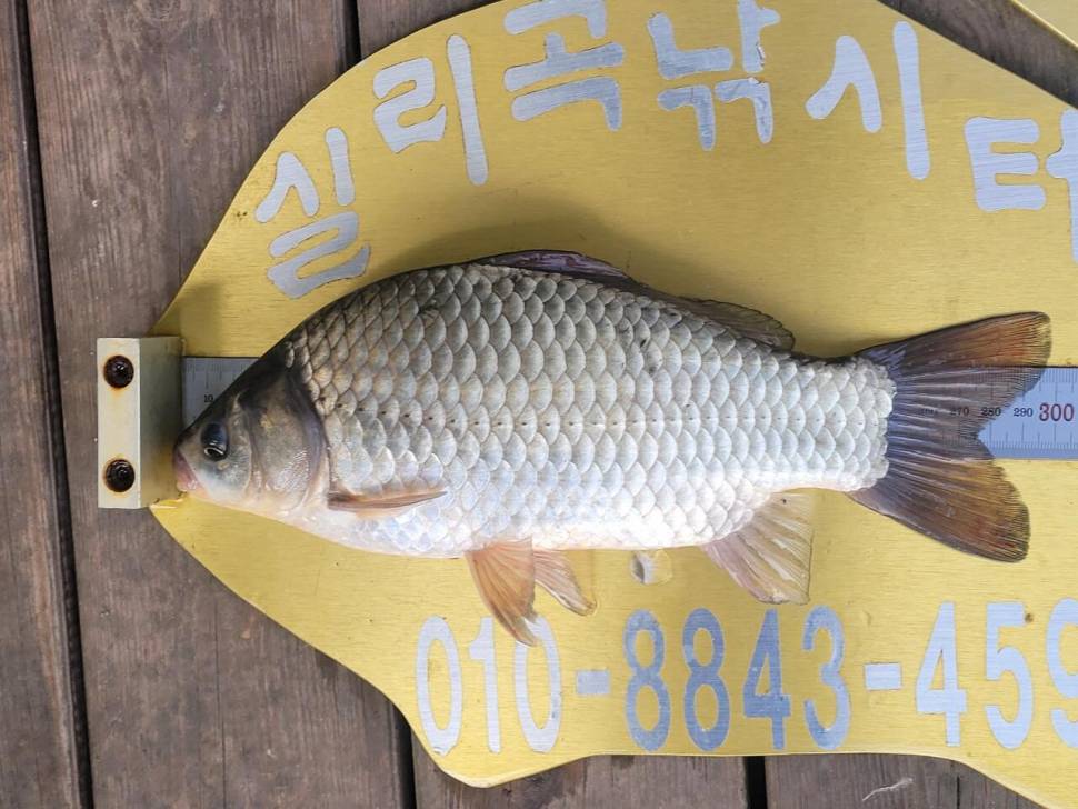 실리곡낚시터 조황입니다 (조황조행기 - 충주호조황속보)