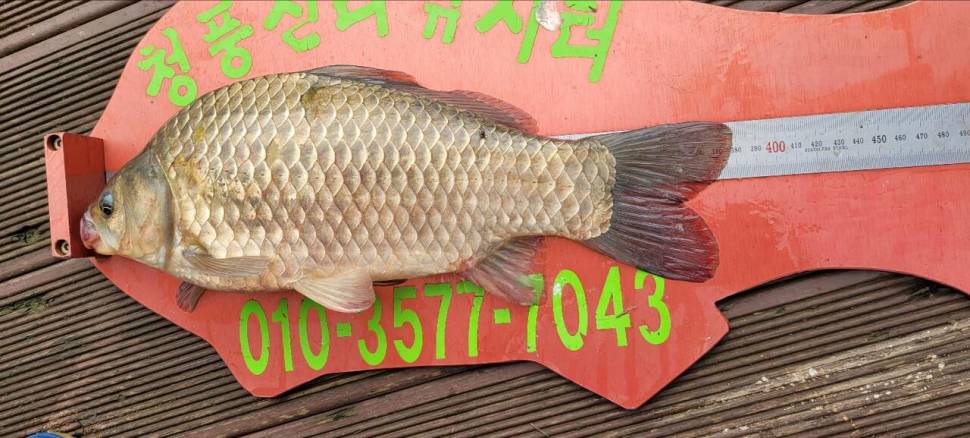 청풍신리낚시터 43cm4짜외 허리급 조황 (조황조행기 - 충주호조황속보)