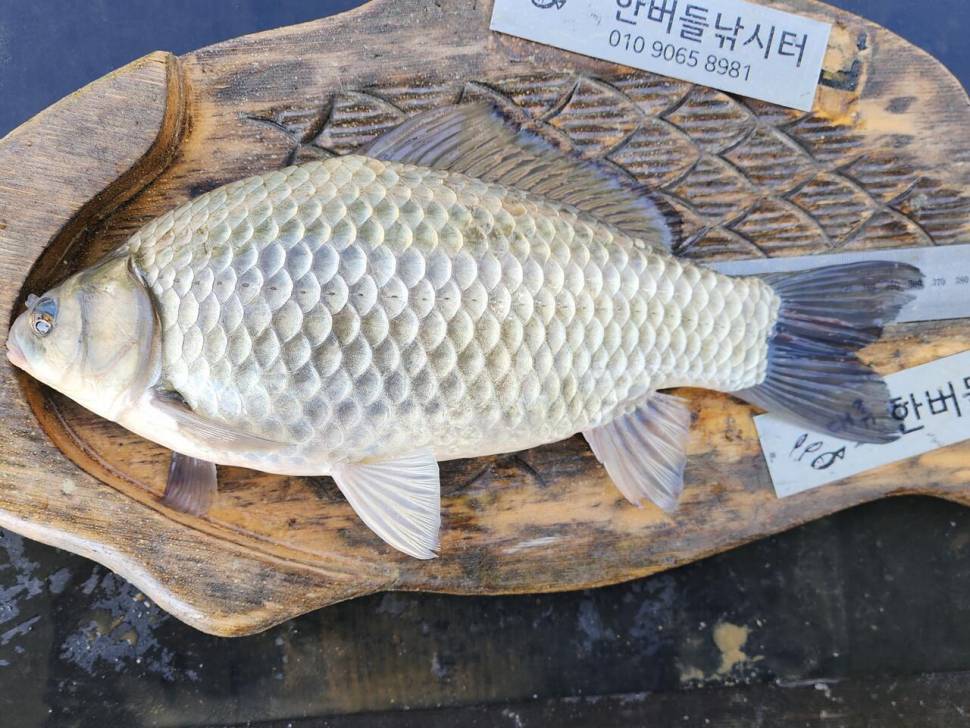 청풍 한버들 4짜 조황입니다 (조황조행기 - 충주호조황속보)