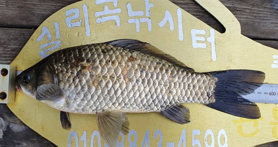 실리곡낚시터 4짜 3수허리급 조황입니다 (조황조행기 - 충주호조황속보)
