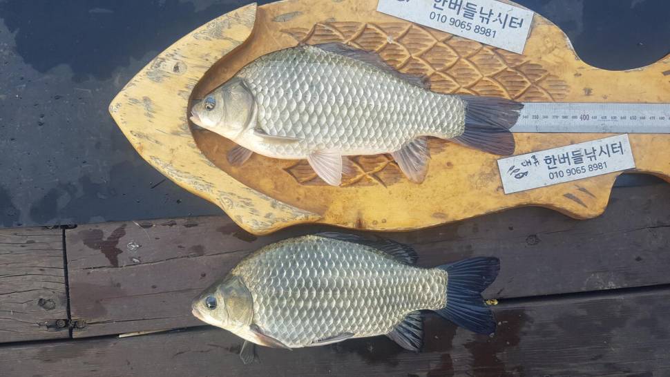 청풍 한버들 허릿급 조황입니다 (조황조행기 - 충주호조황속보)
