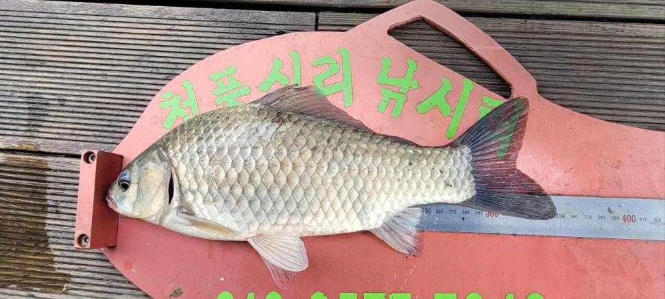 청풍신리낚시터 4짜외 대박조황입니다 (조황조행기 - 충주호조황속보)