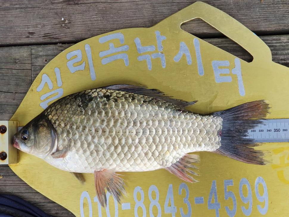 실리곡낚시터 41cm외 허리급 조황입니다 (조황조행기 - 충주호조황속보)