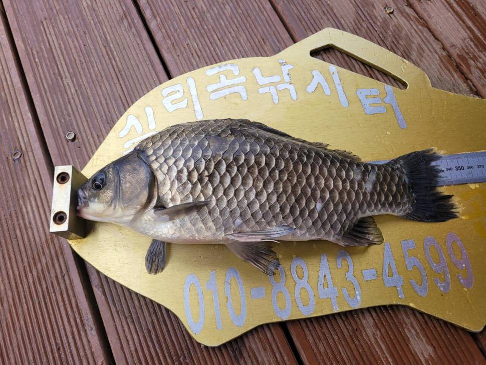 청풍 실리곡낚시터 43cm 대물입니다 (조황조행기 - 충주호조황속보)