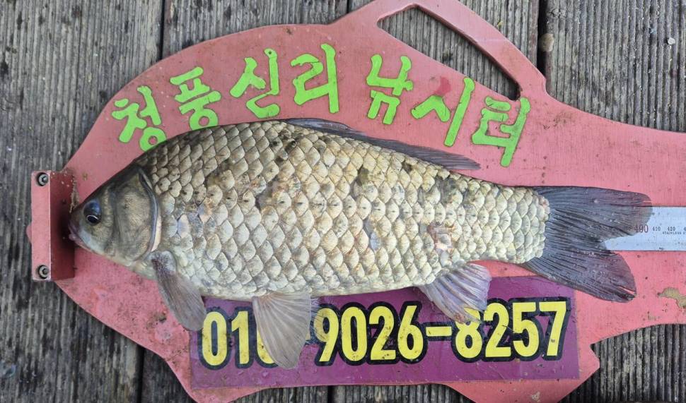 청풍신리낚시터 주말조황 입니다 (조황조행기 - 충주호조황속보)
