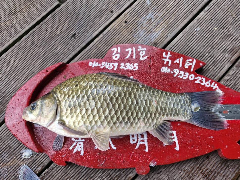 용곡 김기호 낚시터 조황정보 입니다 (조황조행기 - 충주호조황속보)