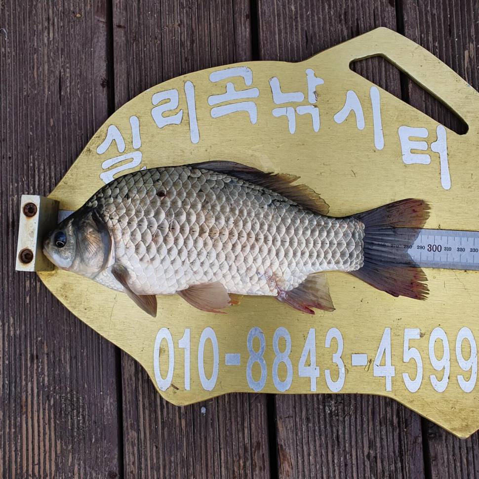 실리곡낚시터 조황입니다 (조황조행기 - 충주호조황속보)