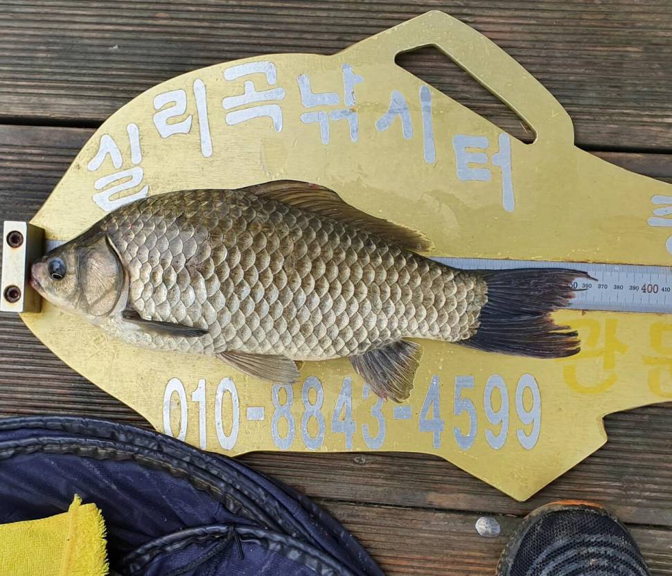 실리곡낚시터 42cm허리급 9수 조황입니다 (조황조행기 - 충주호조황속보)
