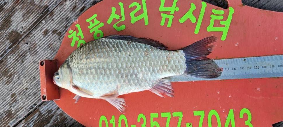 청풍신리낚시터 허리급정보입니다 (조황조행기 - 충주호조황속보)