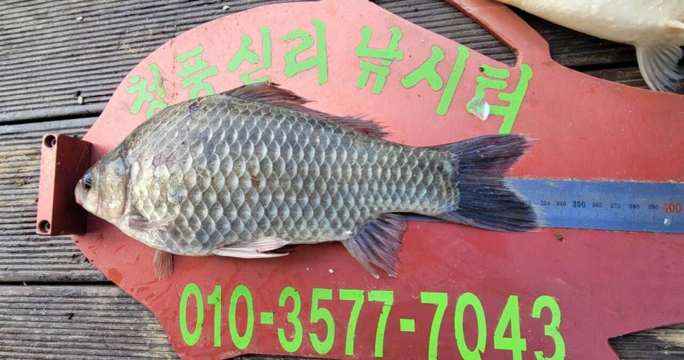 청풍신리낚시터 41cm외 대박마릿수입니다 (조황조행기 - 충주호조황속보)