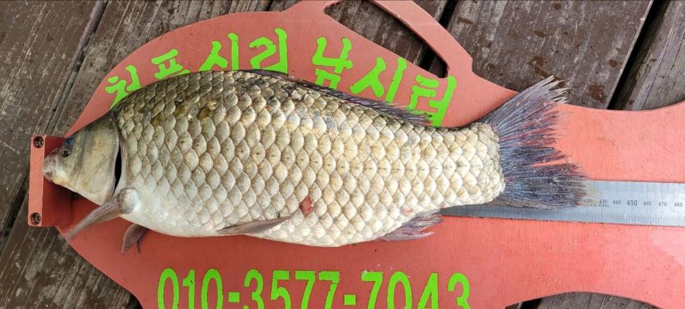 청풍신리낚시터 43cm4짜외 허리급 조황 (조황조행기 - 충주호조황속보)