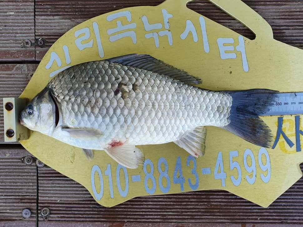실리곡낚시터 조황입니다 (조황조행기 - 충주호조황속보)